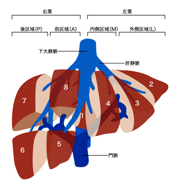 肝臓は、右葉と左葉にわかれます。右葉は、後区域（P）と前区域（A）に分類されます。左葉は、内側区域（M）と外側区域（L）に分類されます。区域には番号が割り付けられており、中央に位置する区域は1、外側区域は2、3、内側区域は4、前区域は5、8、後区域は6、7となっています。